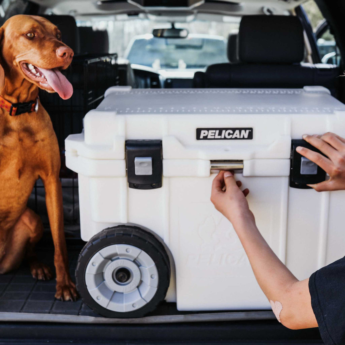 45QW-1-WHT Pelican 45QT Elite Wheeled Cooler in the back of an SUV with a happy dog